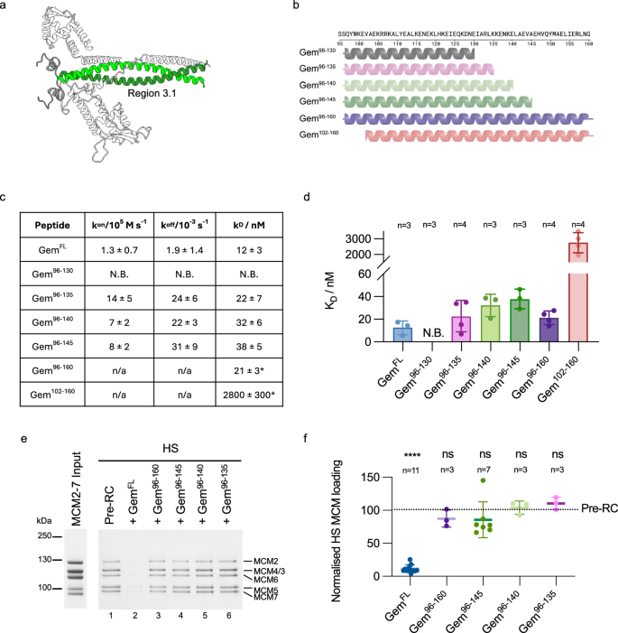 Fig. 4: Investigating region 3.1 interactions using peptide mimetics of the geminin coiled-coil.