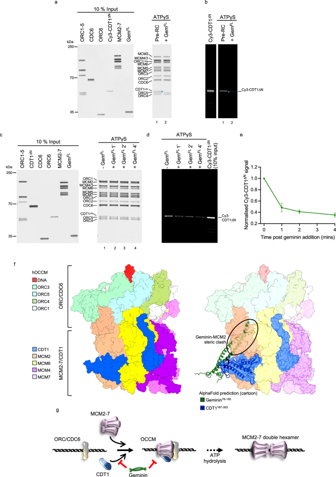 Fig. 6: Inhibition of OCCM formation by geminin.