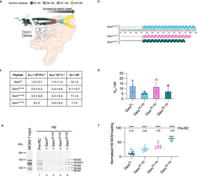 Fig. 7: Investigating C-terminal truncations of the geminin coiled-coil.