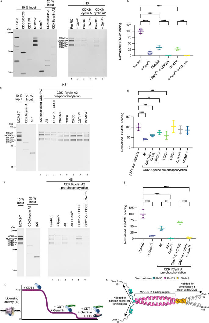 Fig. 8: How does geminin contribute to the regulation of DNA replication licensing?