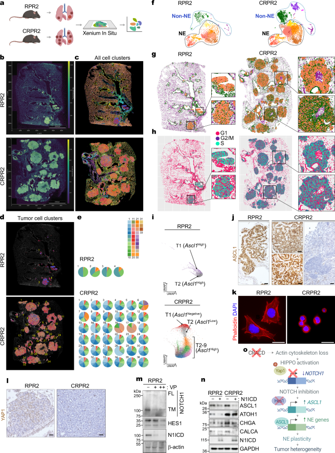 Fig. 2: Cracd KO increases SCLC tumor cell heterogeneity.