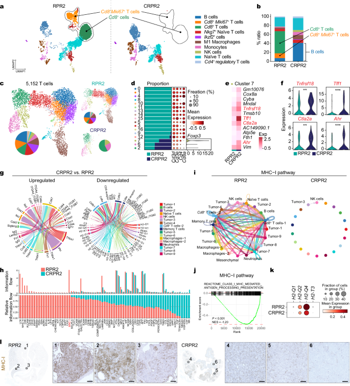 Fig. 3: Depletion of intratumoral CD8+ T cells in Cracd KO SCLC tumors.