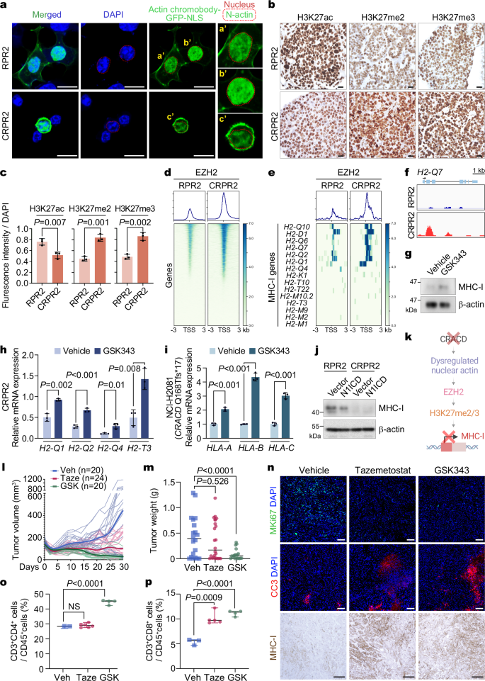 Fig. 4: Immune evasion of CRPR2 tumors by EZH2-mediated MHC-I suppression.