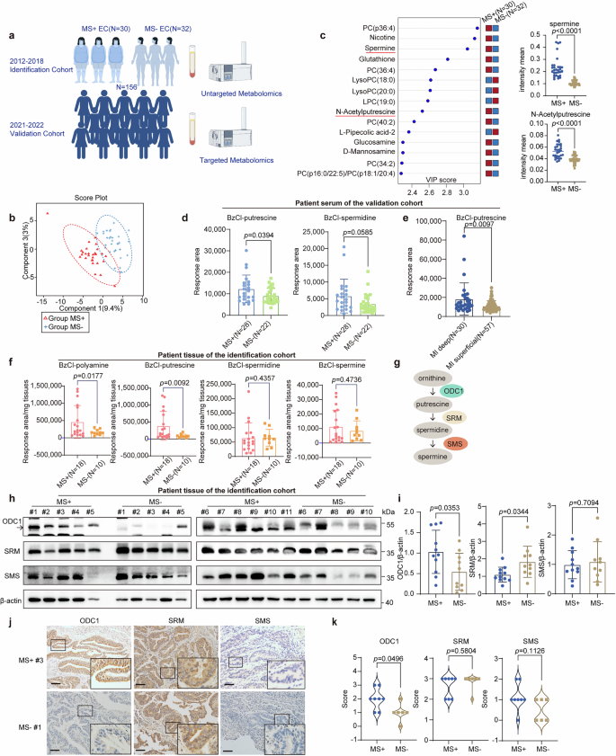 Fig. 1: Increased polyamine metabolites and ODC1 are signatures of postmenopausal ECWMS.