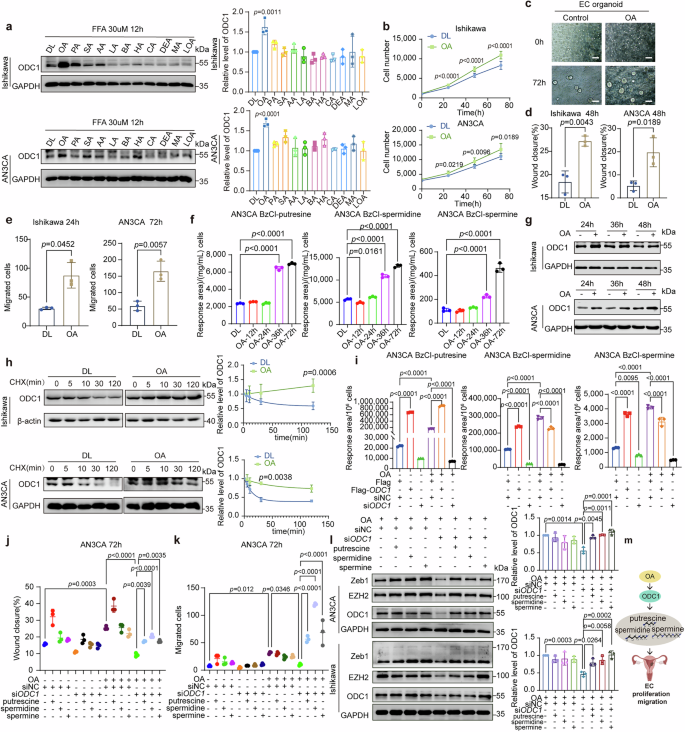 Fig. 2: OA in hyperlipidemia triggers an increase in ODC1 and polyamines.