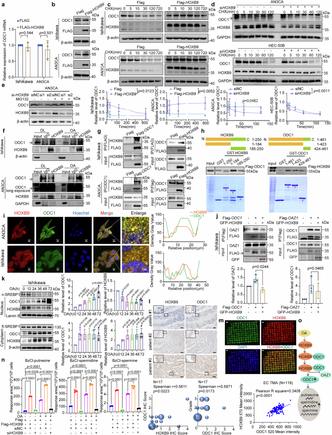 Fig. 3: HOXB9 mediates OA induced ODC1 stabilization.