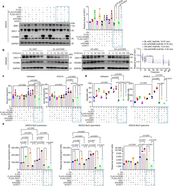 Fig. 4: HOXB9 is required for OA-induced accumulation of ODC1 and EC progression.