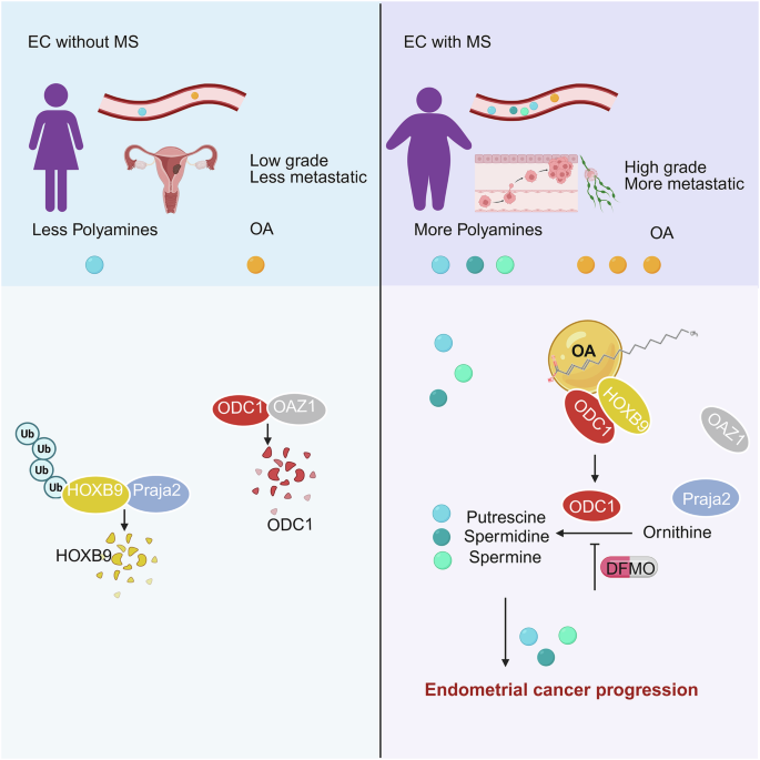 Fig. 8: Mechanism diagram: OA stabilizes HOXB9 to upregulate ODC1 and promote polyamine accumulation, thereby facilitating ECWMS.