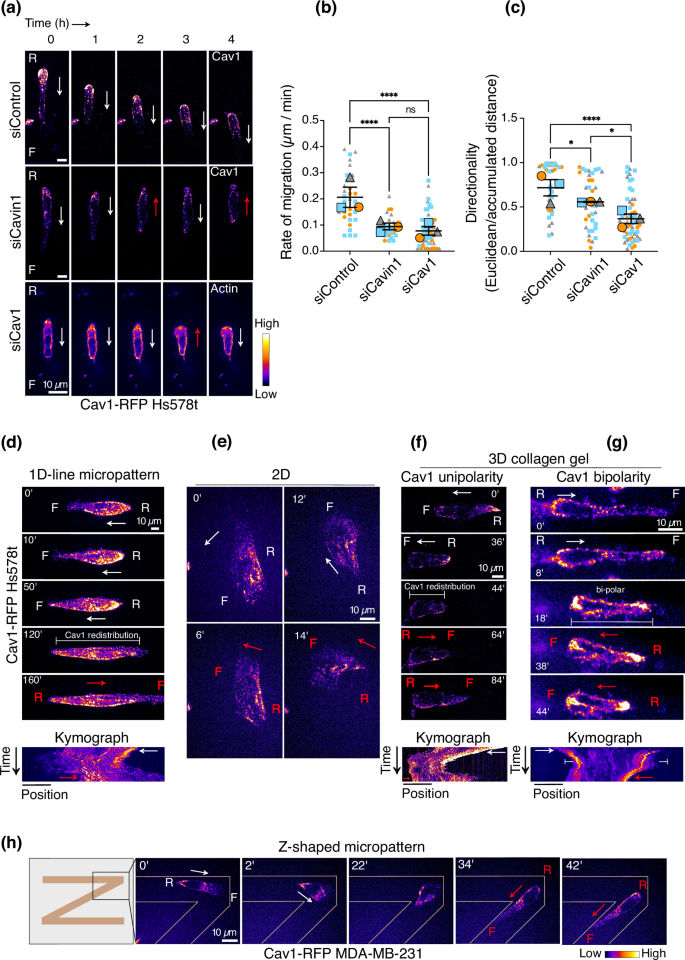 Fig. 1: Caveolae front-rear asymmetry drives directional reorientation of migrating cells.