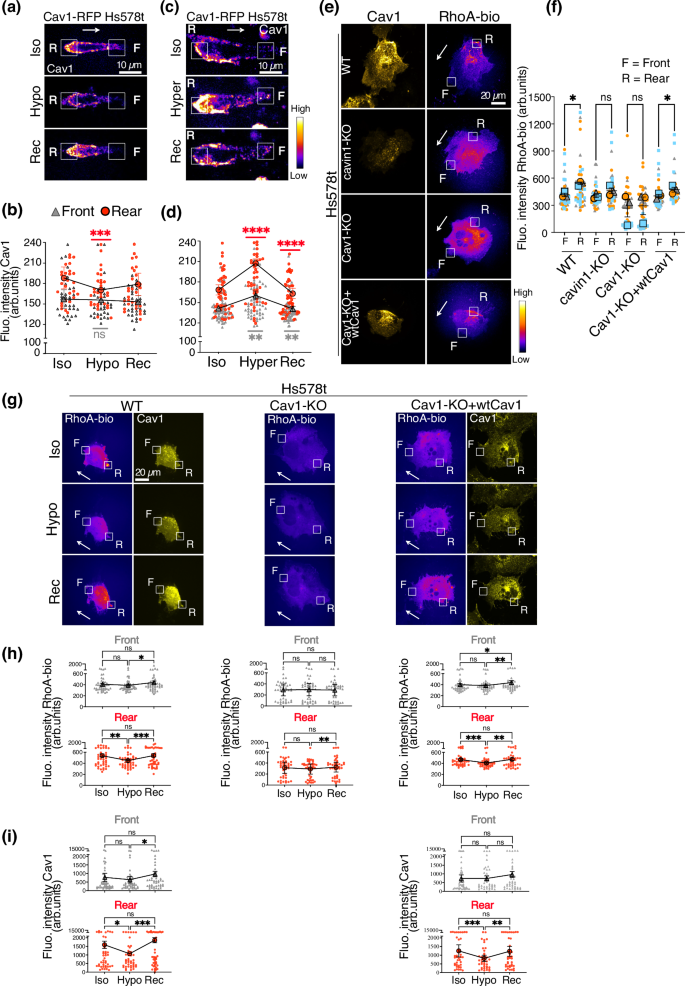 Fig. 3: Membrane tension regulates caveolae front-rear asymmetry and RhoA activation in migrating cells.