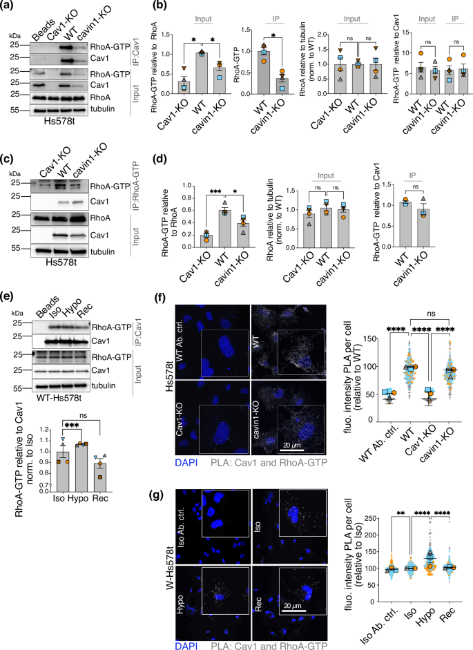 Fig. 4: Active RhoA preferentially interacts with non-caveolar Cav1.