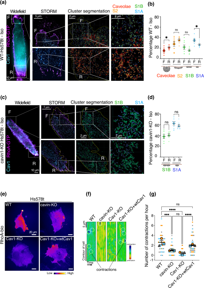 Fig. 5: Caveolae, but not Cav1 scaffolds, are required for actomyosin contractility.
