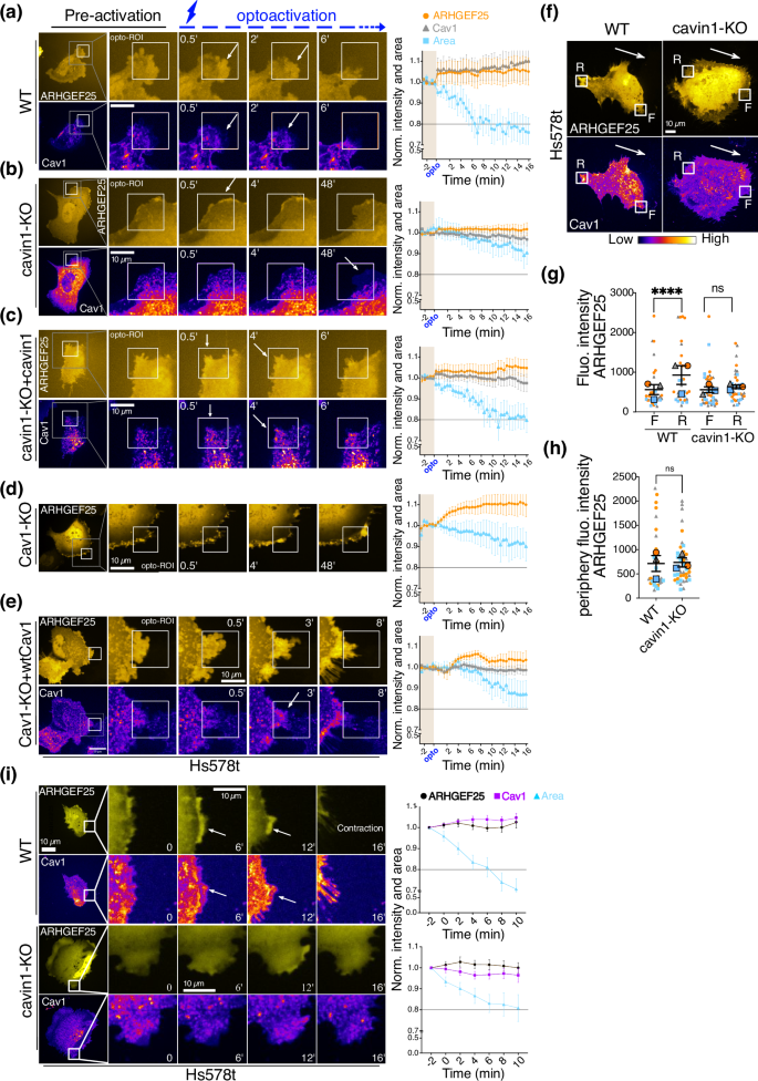 Fig. 6: Spatiotemporal regulation of ARHGEF25 by caveolae.