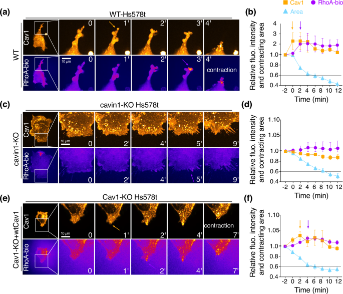 Fig. 7: Caveolae assembly precedes RhoA activation at contraction sites.