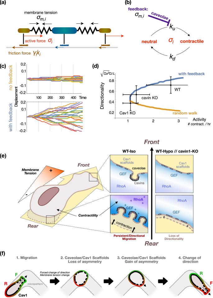 Fig. 8: Three-bead stochastic model of cell motility and its link to caveolae-mediated directionality.