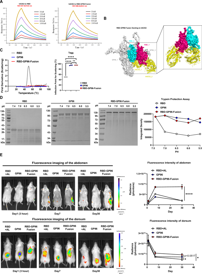 Fig. 2: Biological stability and immunological migration characteristics of RBD-GP96-Fusion as a dominant vaccine.