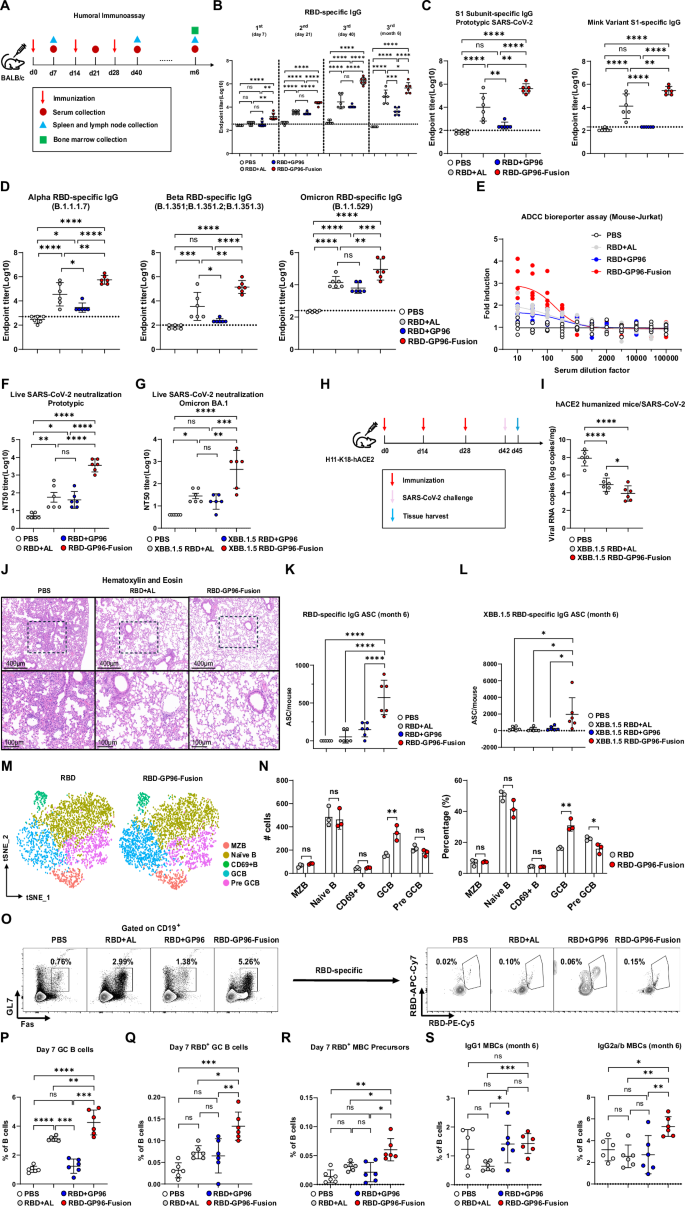 Fig. 3: RBD-GP96-Fusion vaccines elicit robust IgG titers and strong antigen-specific GC B cell responses.