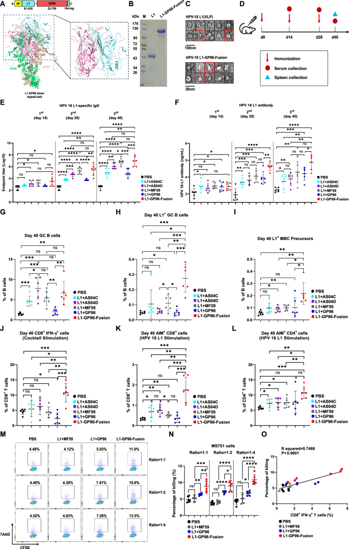 Fig. 6: Design and assessment of L1-GP96-Fusion as a vaccine against HPV by fusion strategy.