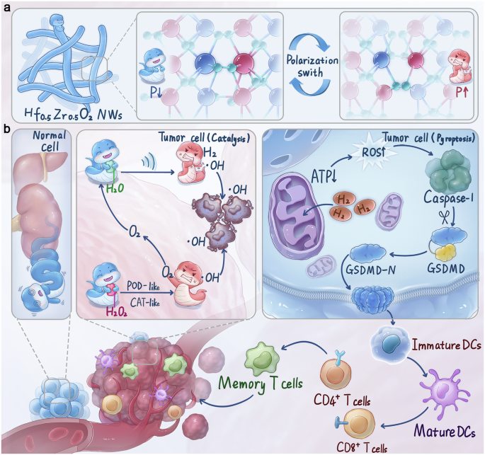 Fig. 1: Schematic representation of the structure and synergistic treatment of HZO NWs.