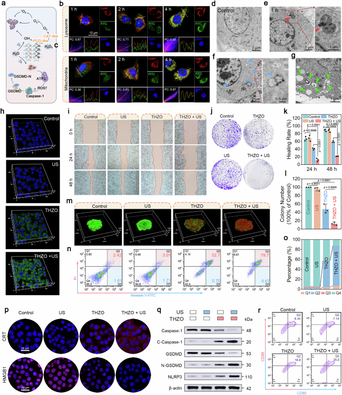 Fig. 5: In vitro cellular uptake and pyroptosis.