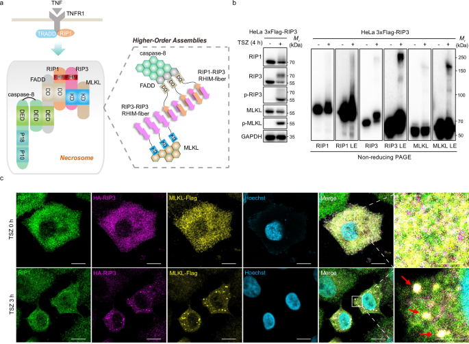 Fig. 1: Necrosomes are higher-order assemblies comprising RIP1, RIP3, and MLKL.