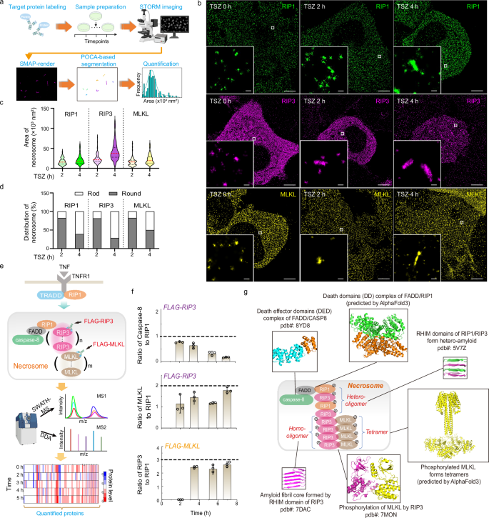 Fig. 2: Necrosomes form rod-shaped structures with varying molecular stoichiometry of key components.