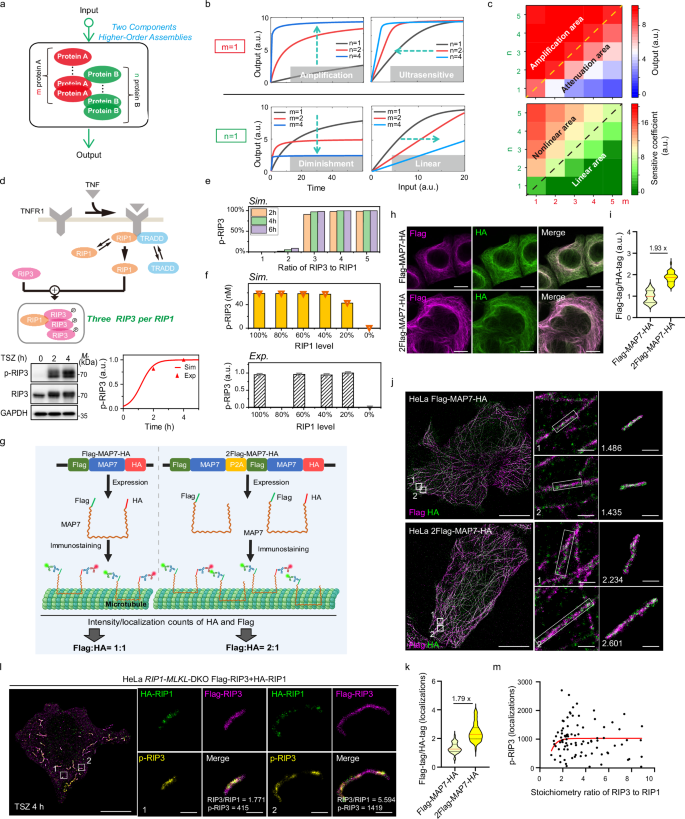 Fig. 3: Rod-shaped RIP1-RIP3 architecture in necrosomes enables signal amplification and threshold responses.