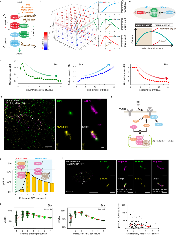 Fig. 4: Optimal molecule stoichiometry of RIP1-RIP3 assemblies in necrosomes.