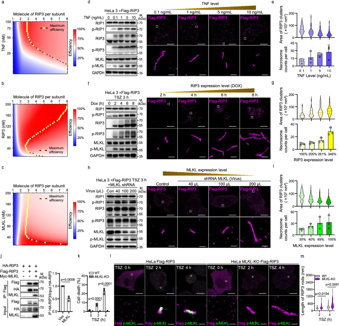 Fig. 5: Assembly strategies of RIP1-RIP3 necrosomes under various physiological conditions.