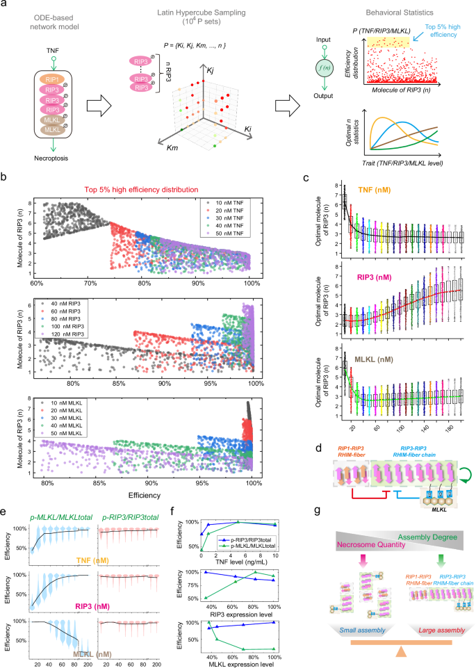 Fig. 6: Exhaustive analysis of the general regulatory strategies of RIP3 assembly.