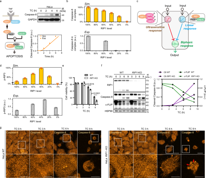 Fig. 7: Distinct assembly of RIP3 and caspase-8 within TNF signaling complexes.