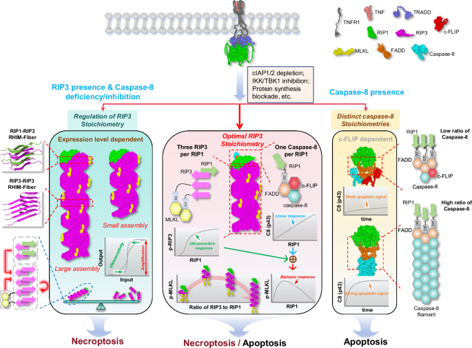 Fig. 8: Flexible and multi-strategic assembly of death complexes in TNF signaling.