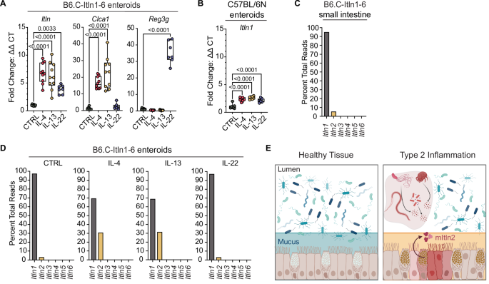 Fig. 1: Mouse intelectin-2 (mItln2) is conditionally expressed in type 2 inflammation.