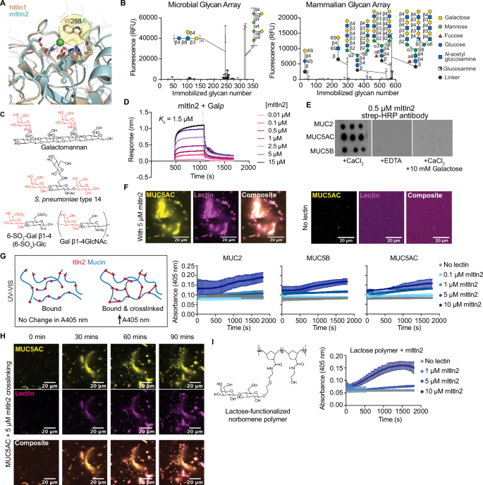 Fig. 2: Characterization of glycan specificity for mItln2.