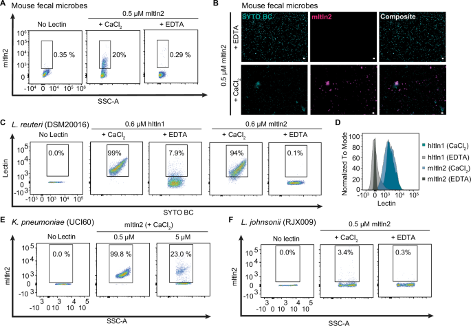 Fig. 3: Determination of mItln2 binding to microbes.