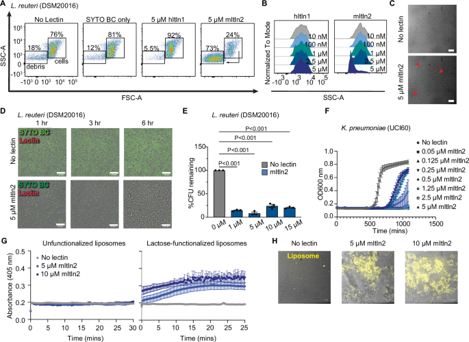 Fig. 4: Assessment of mItln2’s impact on microbial viability.