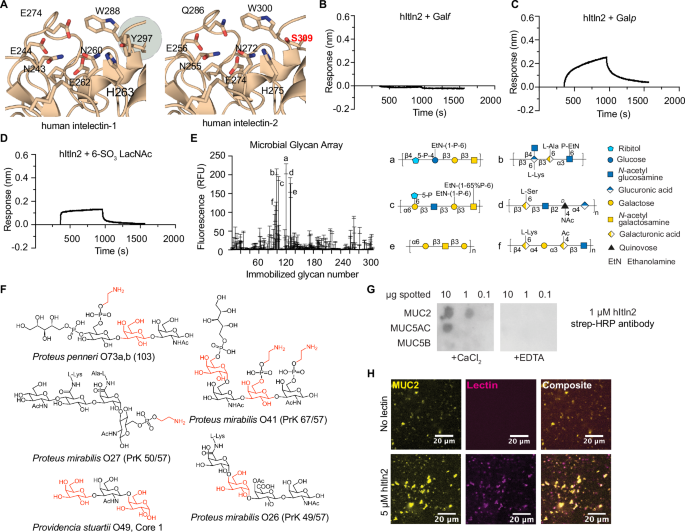 Fig. 5: Characterization of glycan specificity for hItln2.
