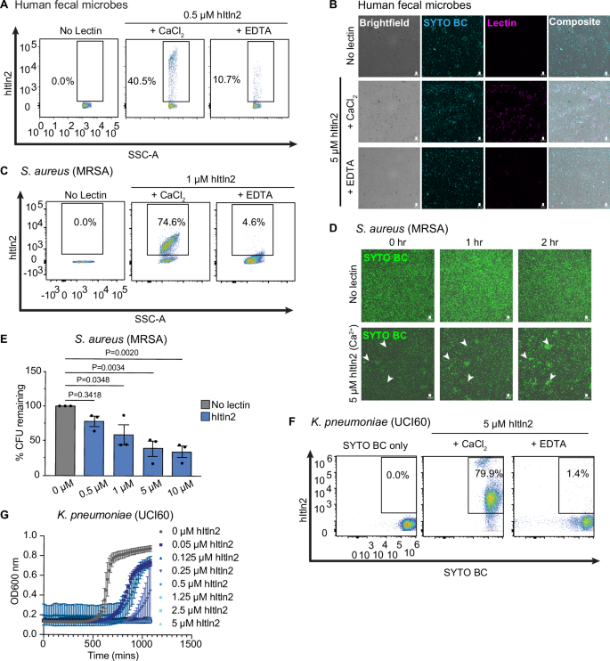 Fig. 6: Evaluation of hItln2 binding to microbes and its impact on microbial viability.