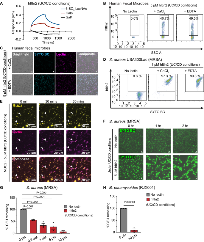 Fig. 7: Evaluation of hItln2 binding to mucin and microbes at low pH and low salt (UC/CD conditions).