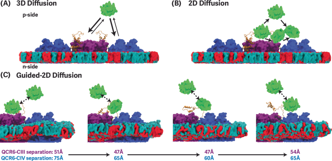 Fig. 1: Possible mechanisms of cyt. c diffusion across a supercomplex.