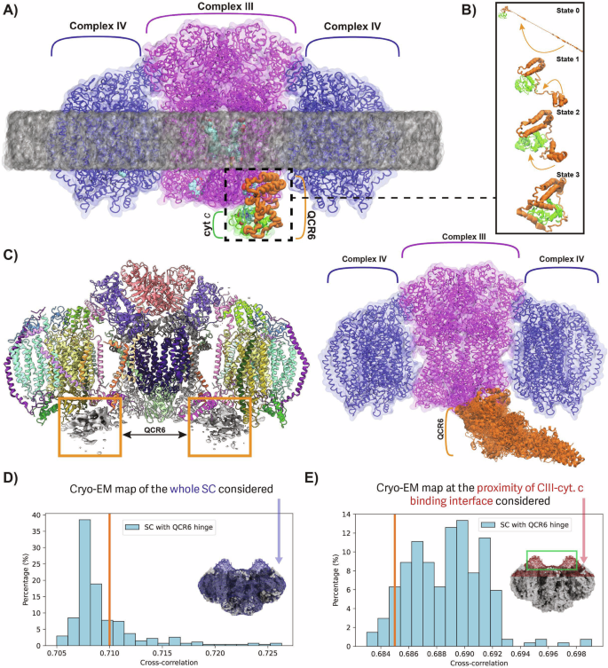 Fig. 2: Simulated structural model of QCR6 domain in CIII.