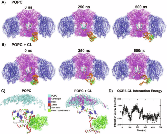 Fig. 3: Transient QCR6 conformations enable direct interactions with cardiolipins.