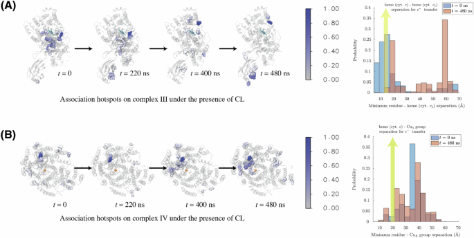 Fig. 4: Conformations of QCR6 regulate diffusive cyt. c association on CIII and IV hotspots.