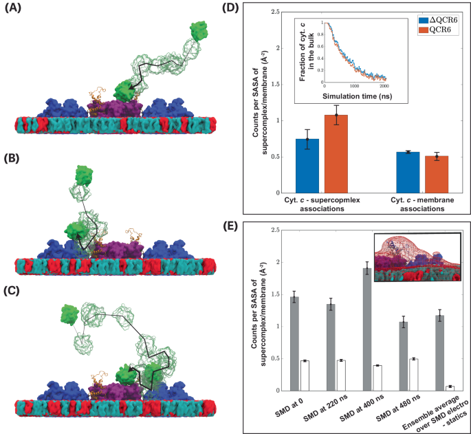 Fig. 5: QCR6 promotes cyt. c - supercomplex association via multiple diffusion pathways.