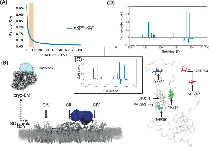 Fig. 7: Diffusion profile of cyt. c and proposed mutations.