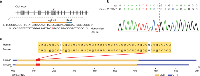 Fig. 1: The generation of the native Otof c.1315 C > T (p.R439*) mouse model.