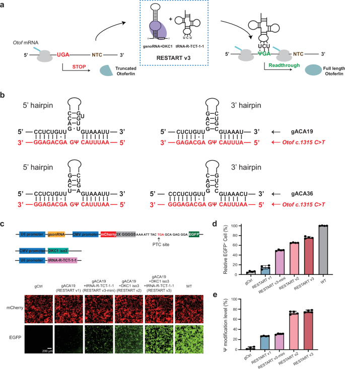 Fig. 3: CRISPR-free RESTART v3 achieved efficient readthrough of the Otof premature termination codon (PTC) site.
