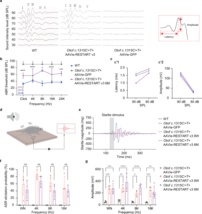 Fig. 5: RNA editing RESTART v3 can restore hearing in Otof c.1315 C > T (p.R439*) mice.