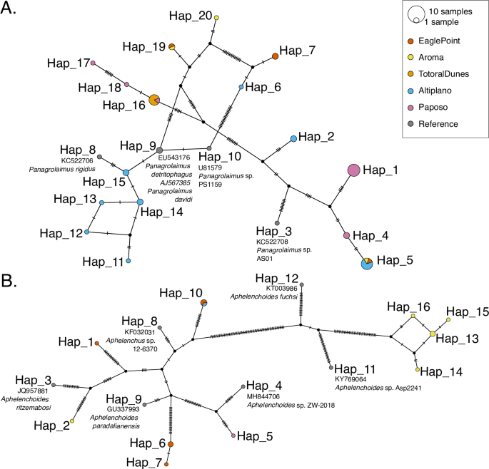 Fig. 3: Haplotype networks of nematodes isolated from the desert.