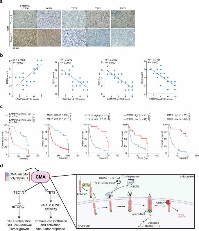 Fig. 10: The prognostic significance of the correlative expression levels of MST4, p-LAMP2A, TSC1/2, and TET3 in clinical glioma.